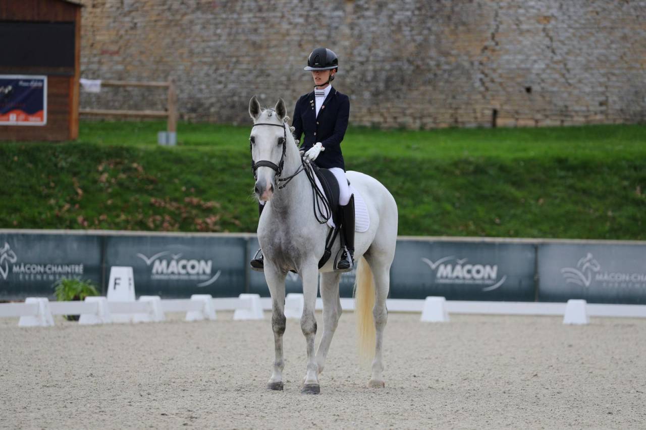 Castrone Lusitano In vendita 2014 Grigio ,  Alamo SDS