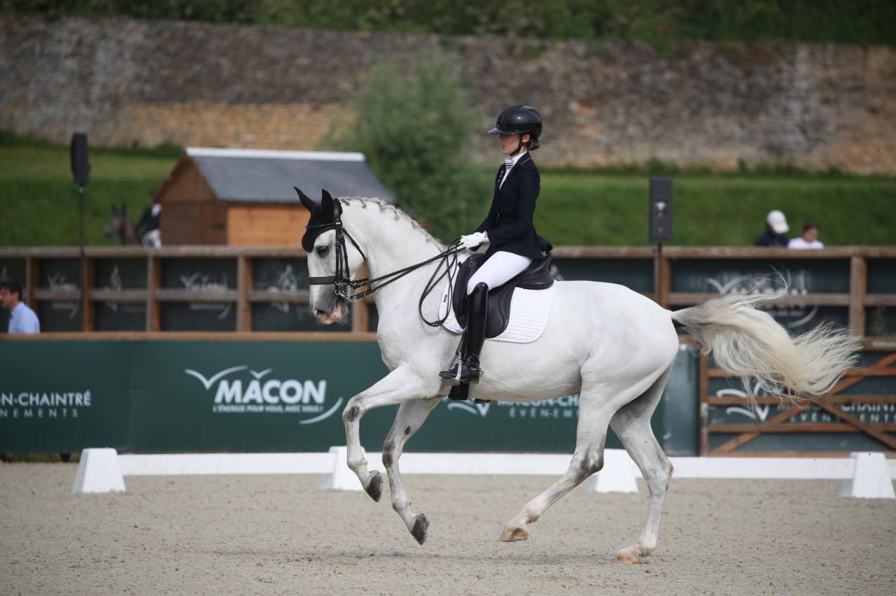 Castrone Lusitano In vendita 2014 Grigio ,  Alamo SDS