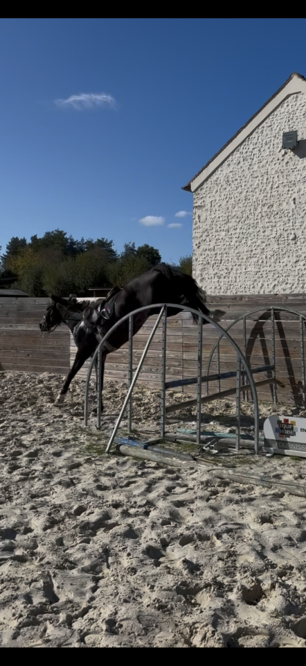 Castrone Trottatore Francese In vendita 2022 Baio scuro