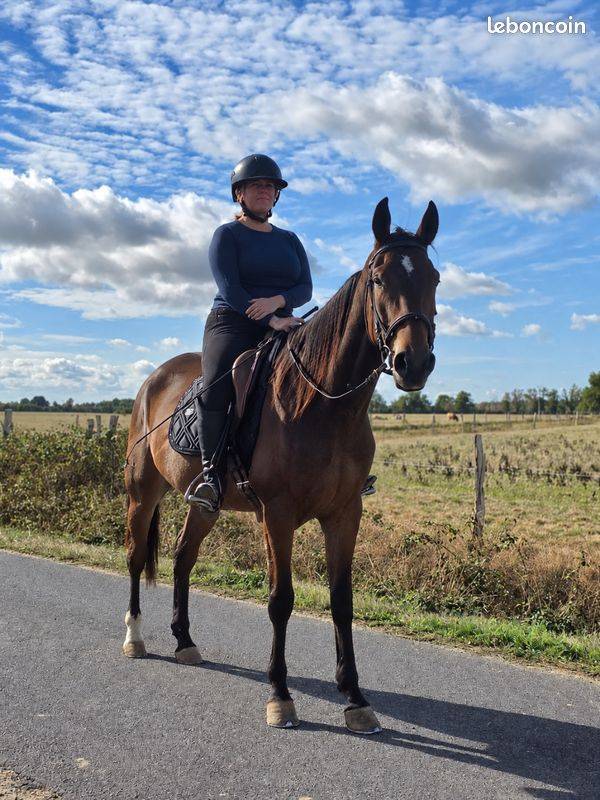 Castrone Trottatore Francese In vendita 2021 Baio