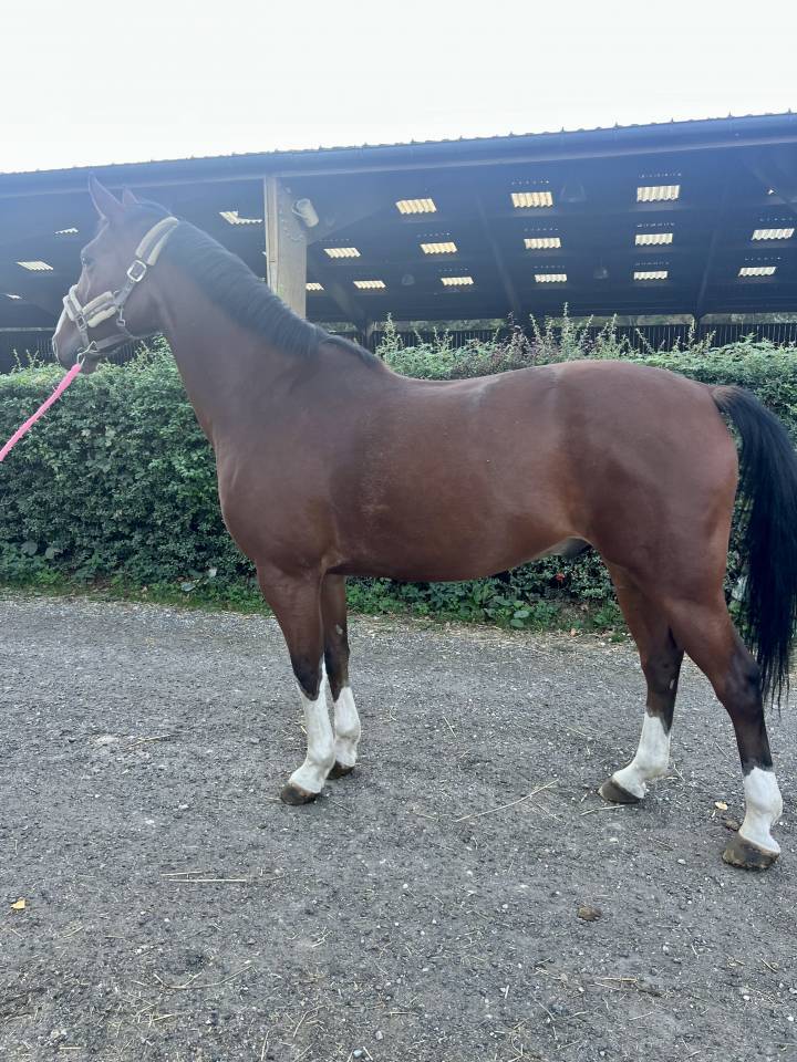 Castrone Sella Francese In vendita 2019 Baio