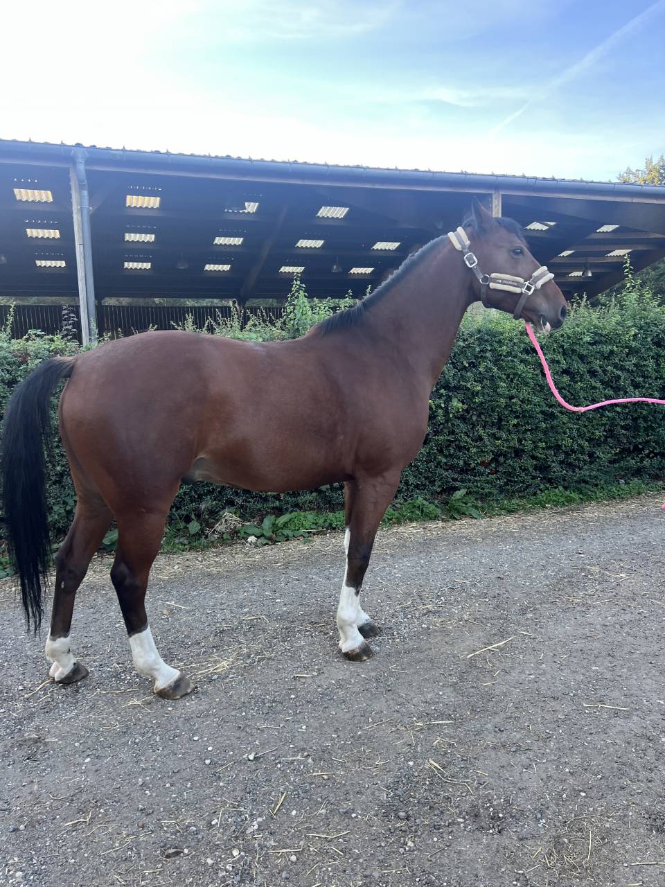 Castrone Sella Francese In vendita 2019 Baio