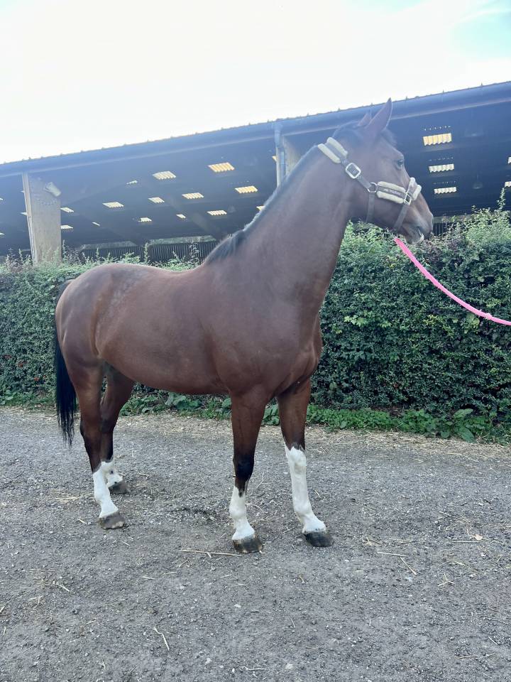 Castrone Sella Francese In vendita 2019 Baio