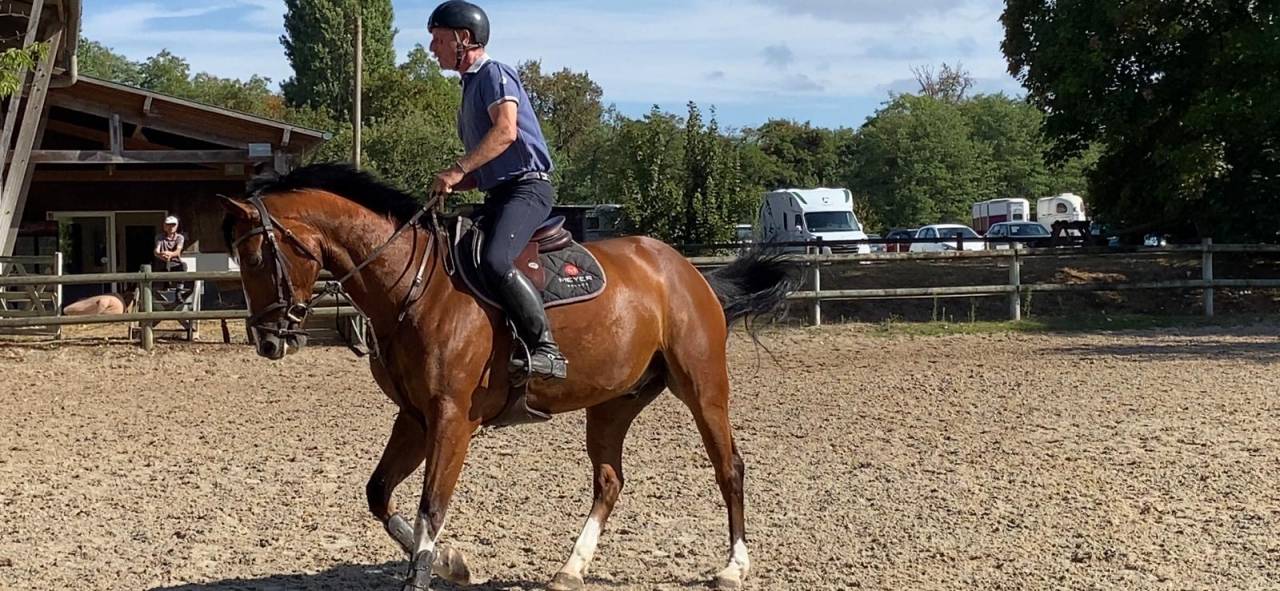 Castrone Sella Francese In vendita 2019 Baio