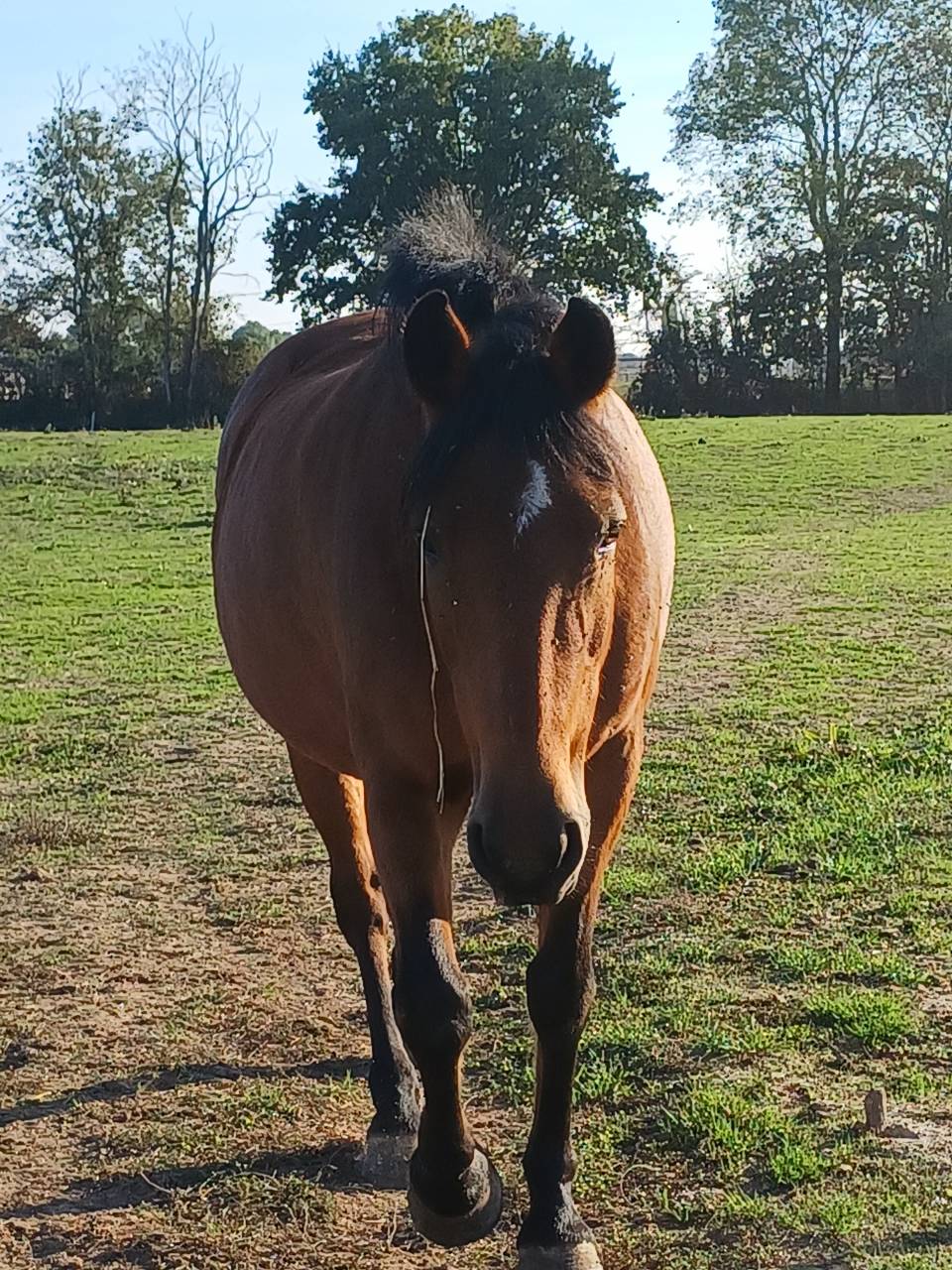 Cavalla New Forest In vendita 2012 Baio ,  KANTJE S RONALDO*SL
