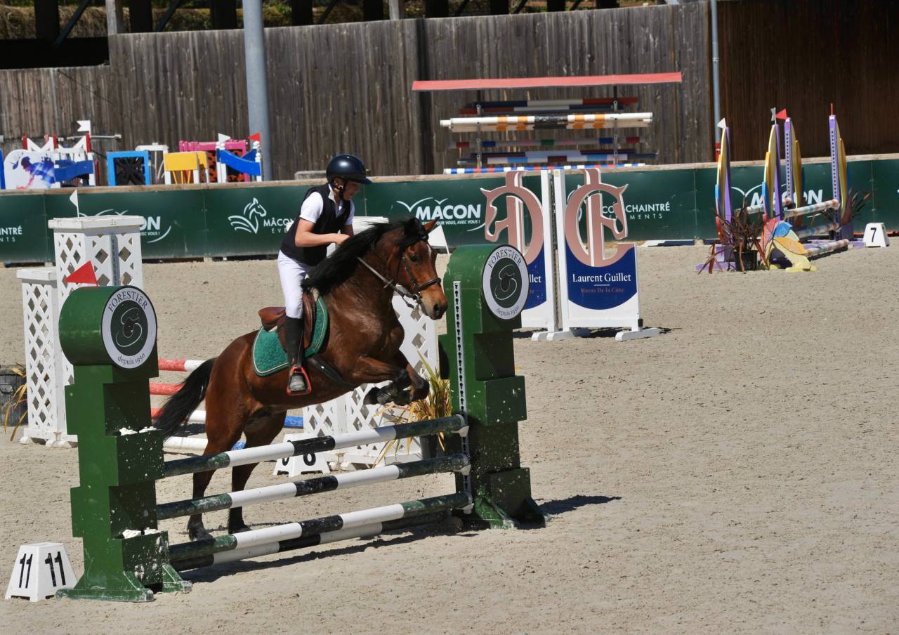 Cavalla New Forest In vendita 2012 Baio ,  KANTJE S RONALDO*SL