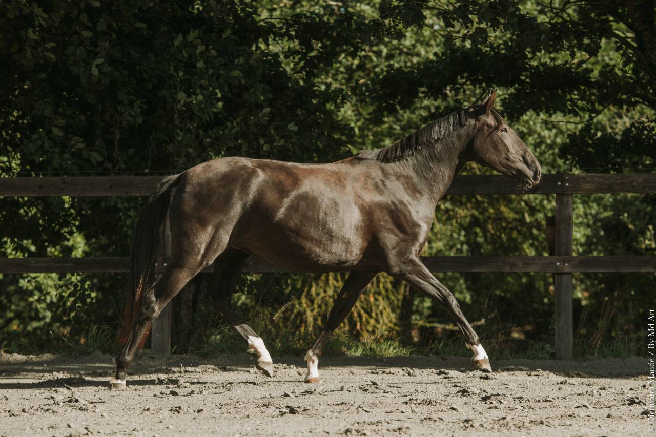 Cavalla Lusitano In vendita 2022 Nero ,  Violino do retiro