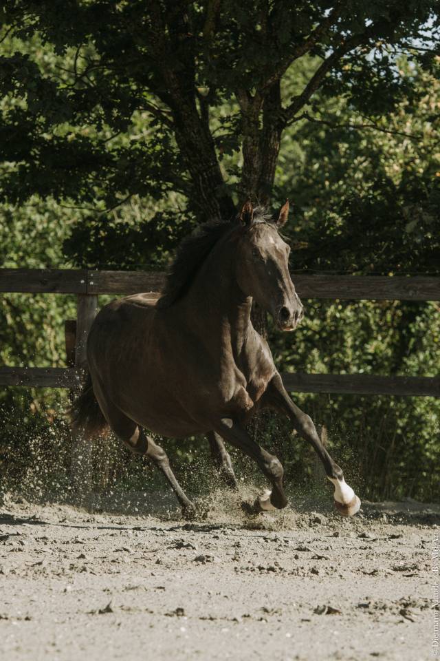 Cavalla Lusitano In vendita 2022 Nero ,  Violino do retiro