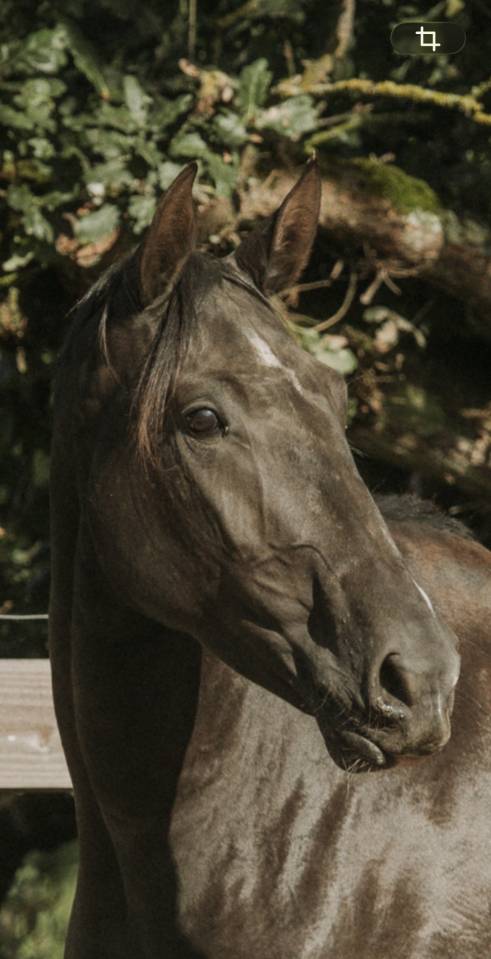 Cavalla Lusitano In vendita 2022 Nero ,  Violino do retiro