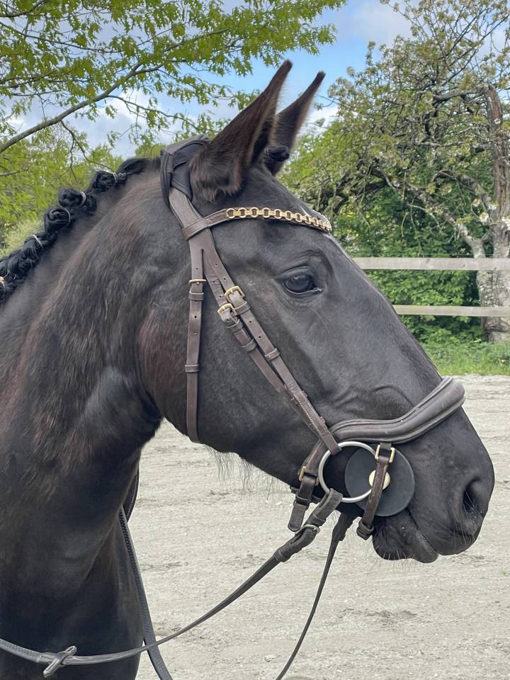 Cavalla Lusitano In vendita 2022 Nero ,  Violino do retiro