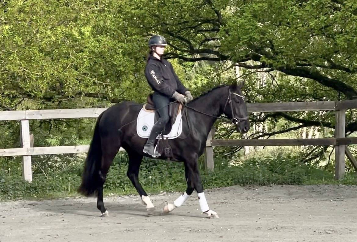Cavalla Lusitano In vendita 2022 Nero ,  Violino do retiro