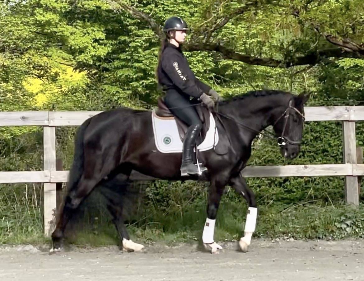 Cavalla Lusitano In vendita 2022 Nero ,  Violino do retiro