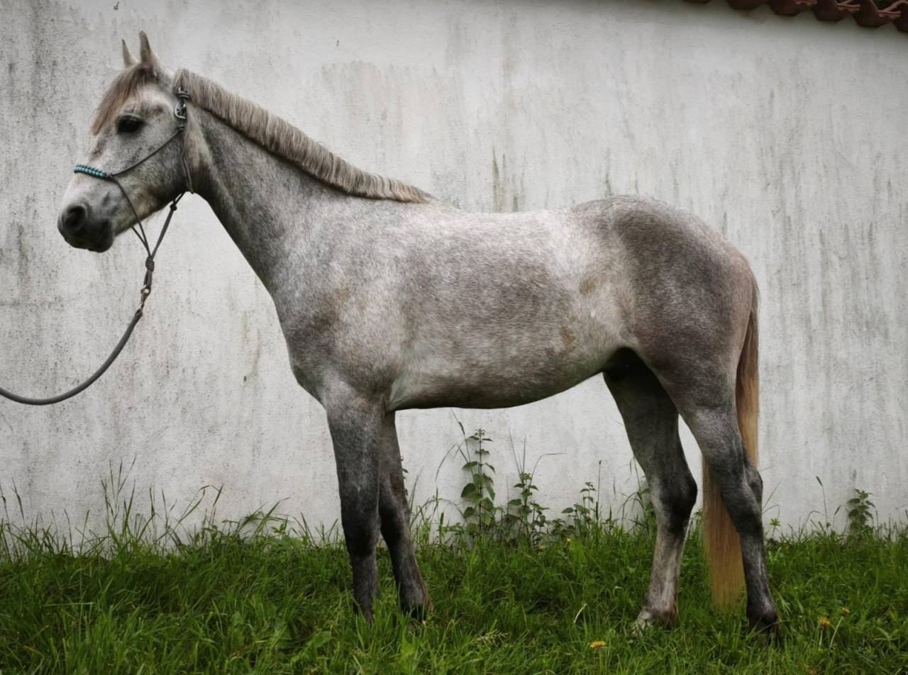 Castrone Connemara In vendita 2023 Grigio ,  Cloon Eile Cashel