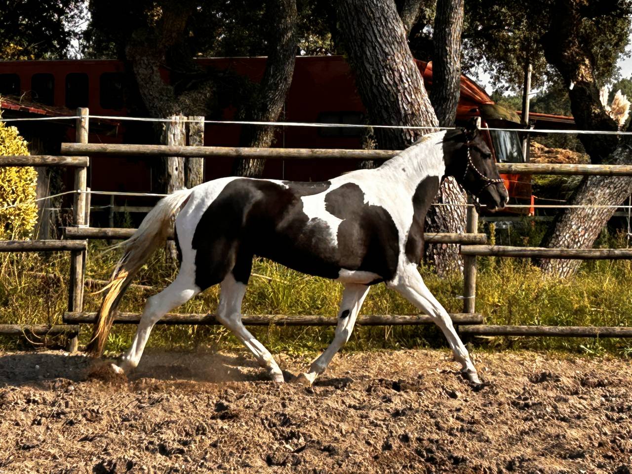 Cavalla Azteca In vendita 2017 Paint
