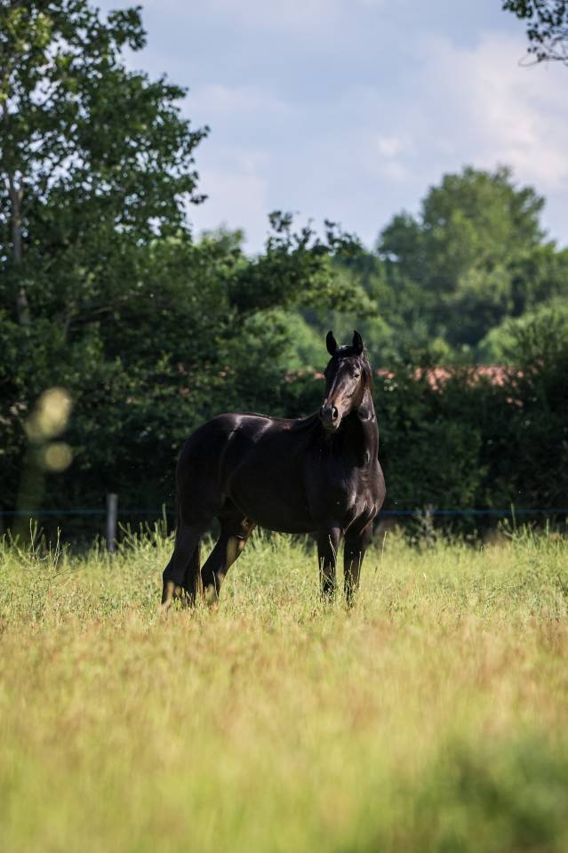 Cavalla Sella Francese In vendita 2024 Nero ,  Bon Coeur