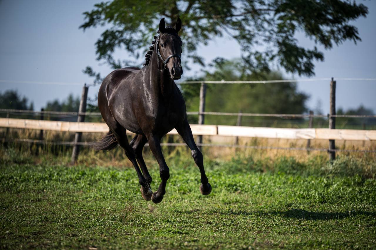 Cavalla Sella Francese In vendita 2024 Nero ,  Bon Coeur