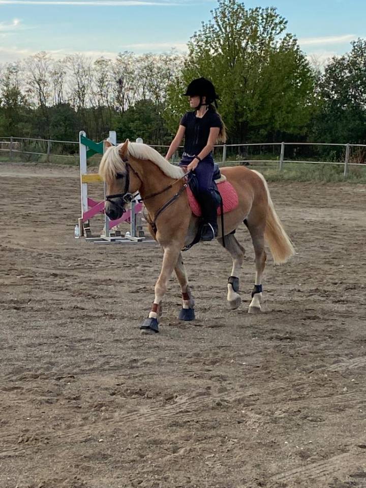 vendita cavallo da scuola 