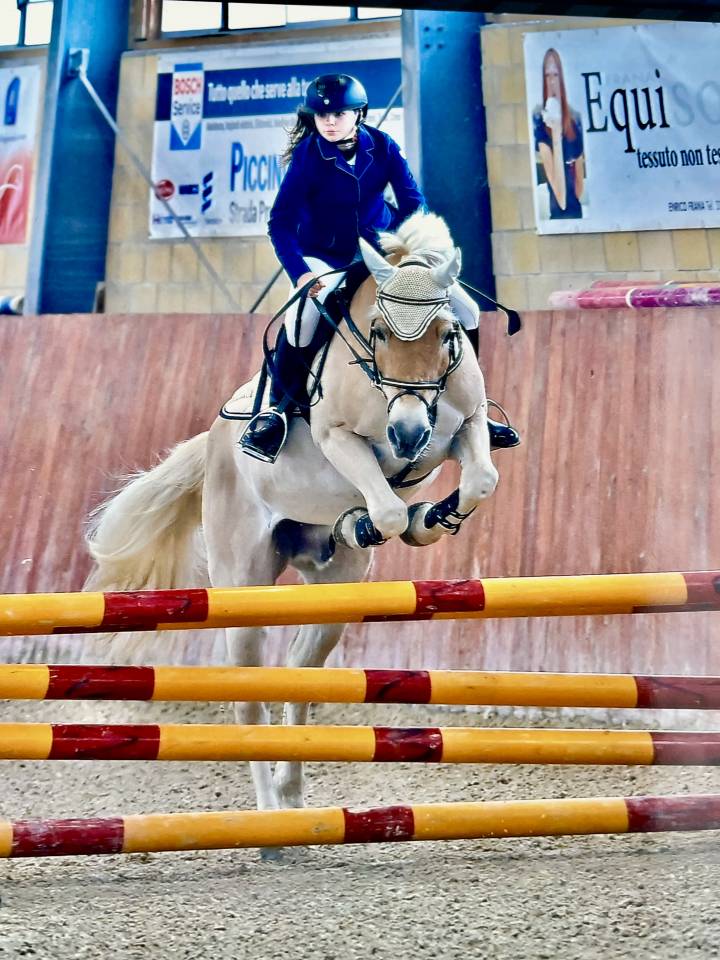 vendita cavallo da scuola 