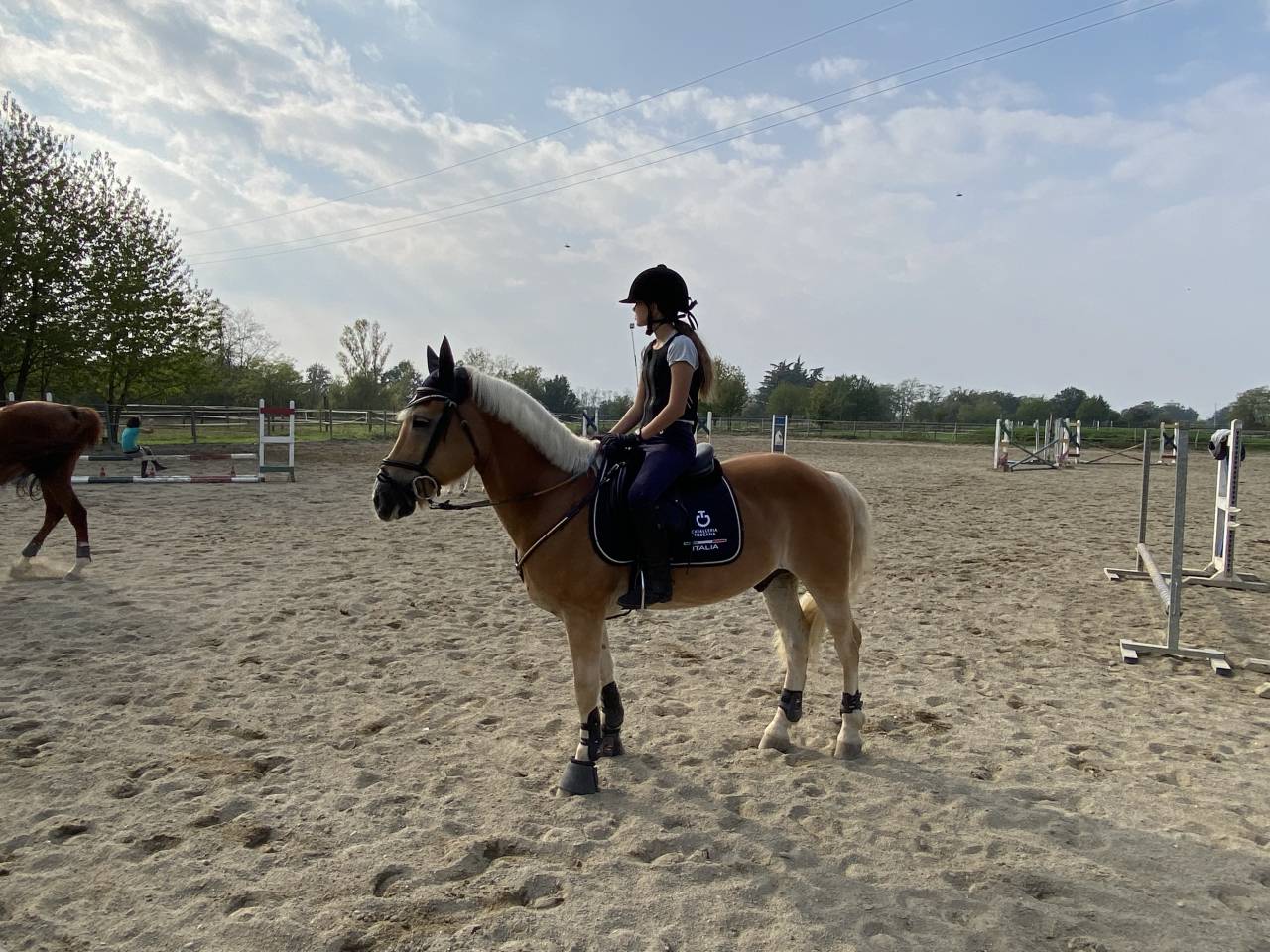 vendita cavallo da scuola 
