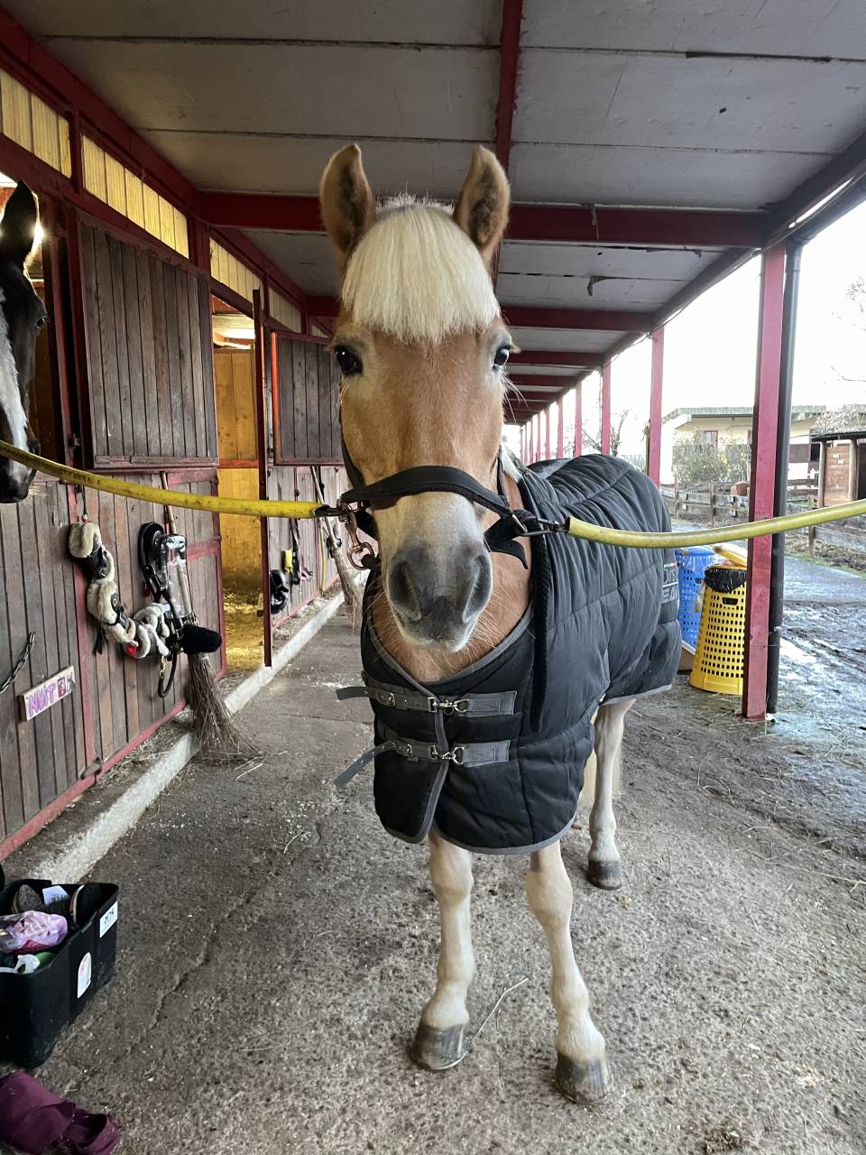 vendita cavallo da scuola 