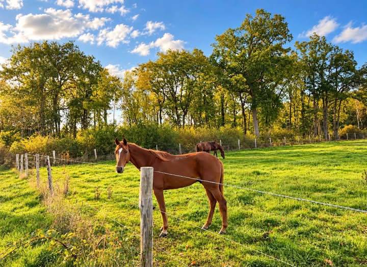 Propriet&agrave; equestre In vendita Calvados