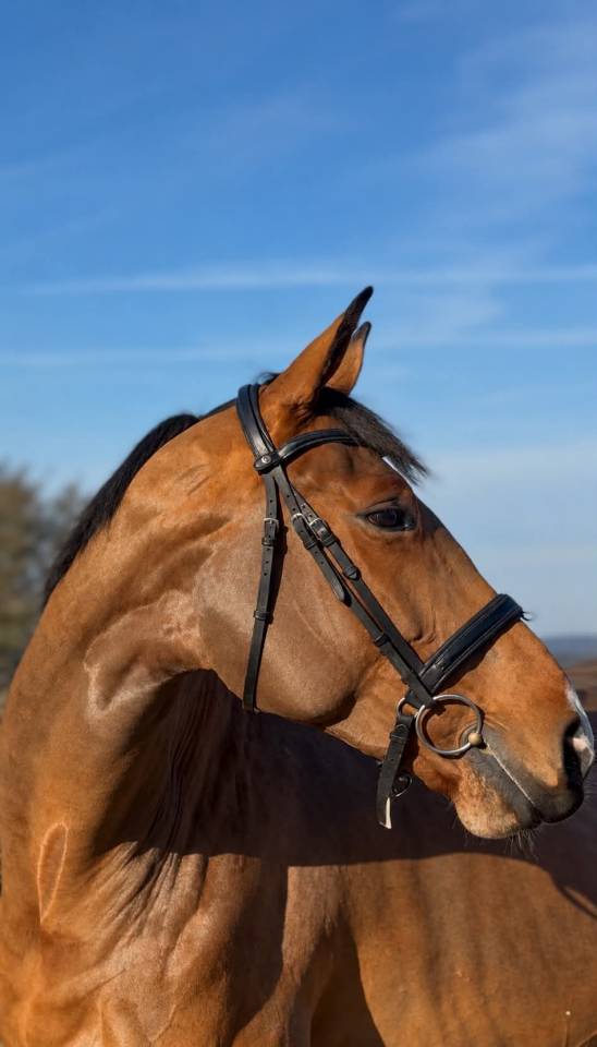 Cavalla BWP Cavallo da Sangue Belgio In vendita 2020 Baio