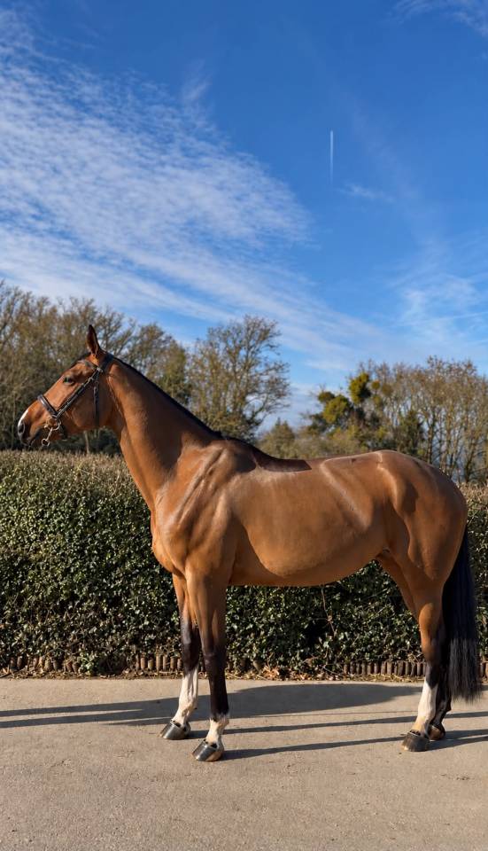 Cavalla BWP Cavallo da Sangue Belgio In vendita 2020 Baio