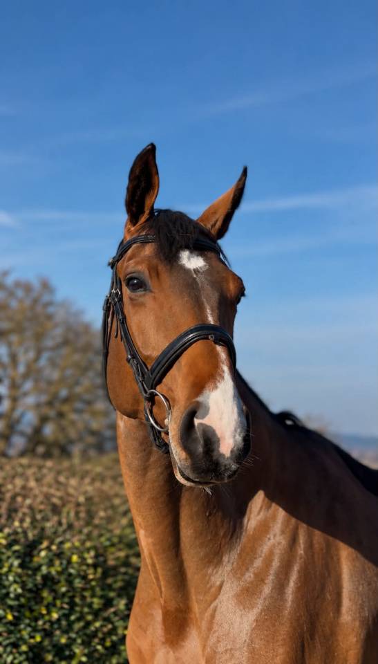 Cavalla BWP Cavallo da Sangue Belgio In vendita 2020 Baio