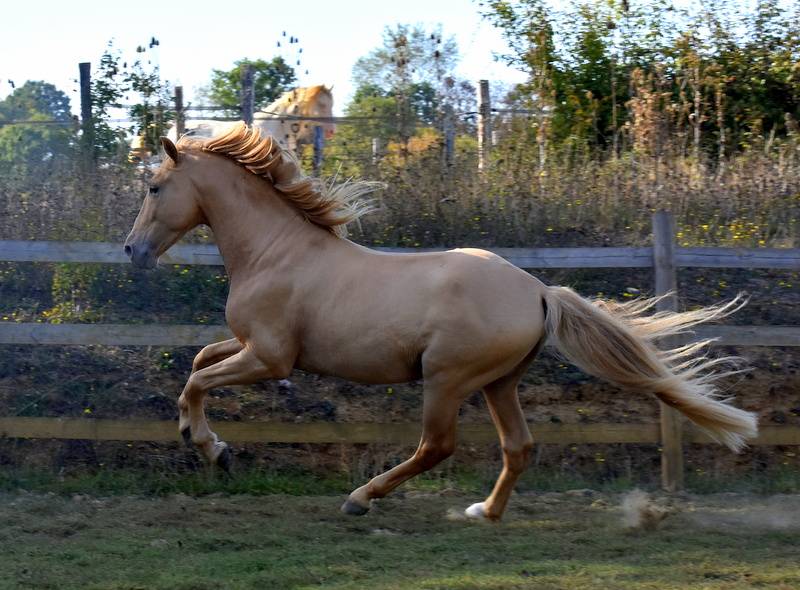 Stallone PRE Andaluso In vendita 2020 Perla