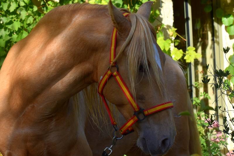 Stallone PRE Andaluso In vendita 2020 Perla
