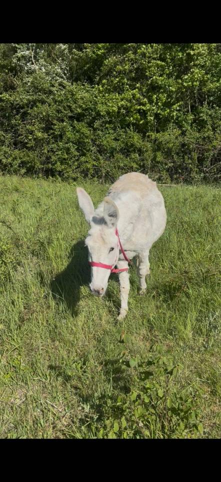 Asno Altre Razze di Asini In vendita 2016 Grigio