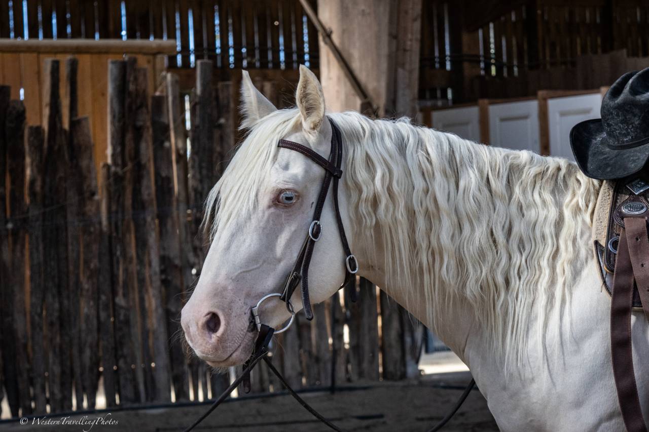 Castrone Quarter Horse In vendita 2021 Cremello ,  AR ROCK STAR