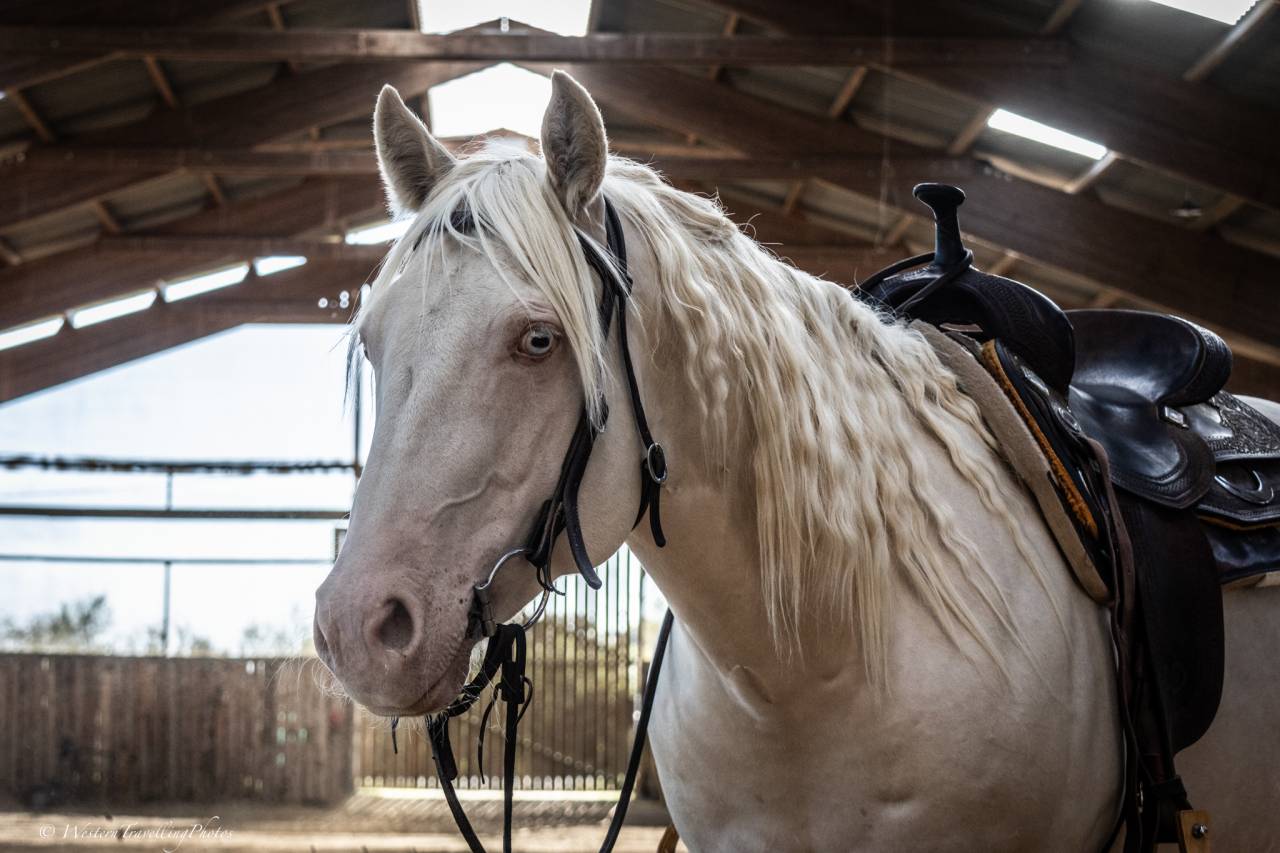 Castrone Quarter Horse In vendita 2021 Cremello ,  AR ROCK STAR