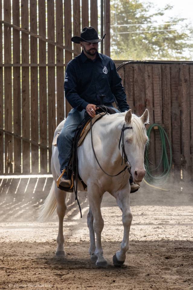 Castrone Quarter Horse In vendita 2021 Cremello ,  AR ROCK STAR