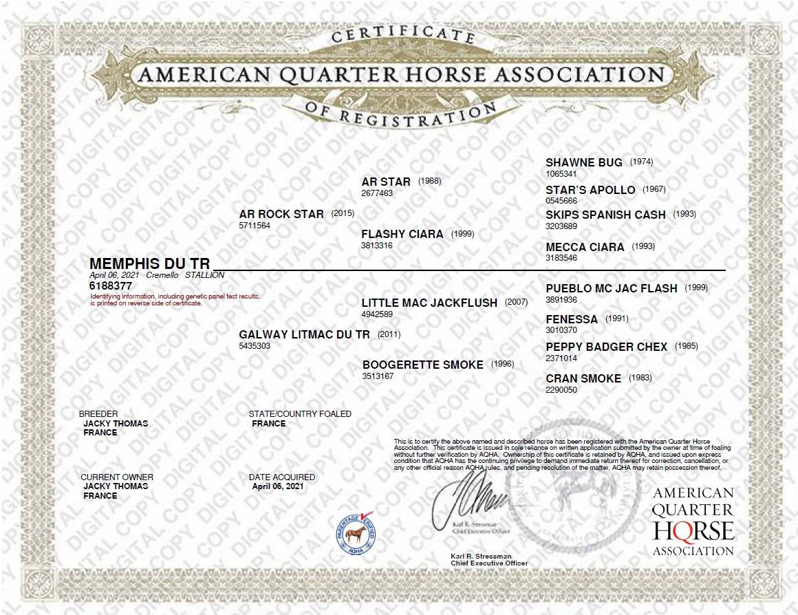Castrone Quarter Horse In vendita 2021 Cremello ,  AR ROCK STAR