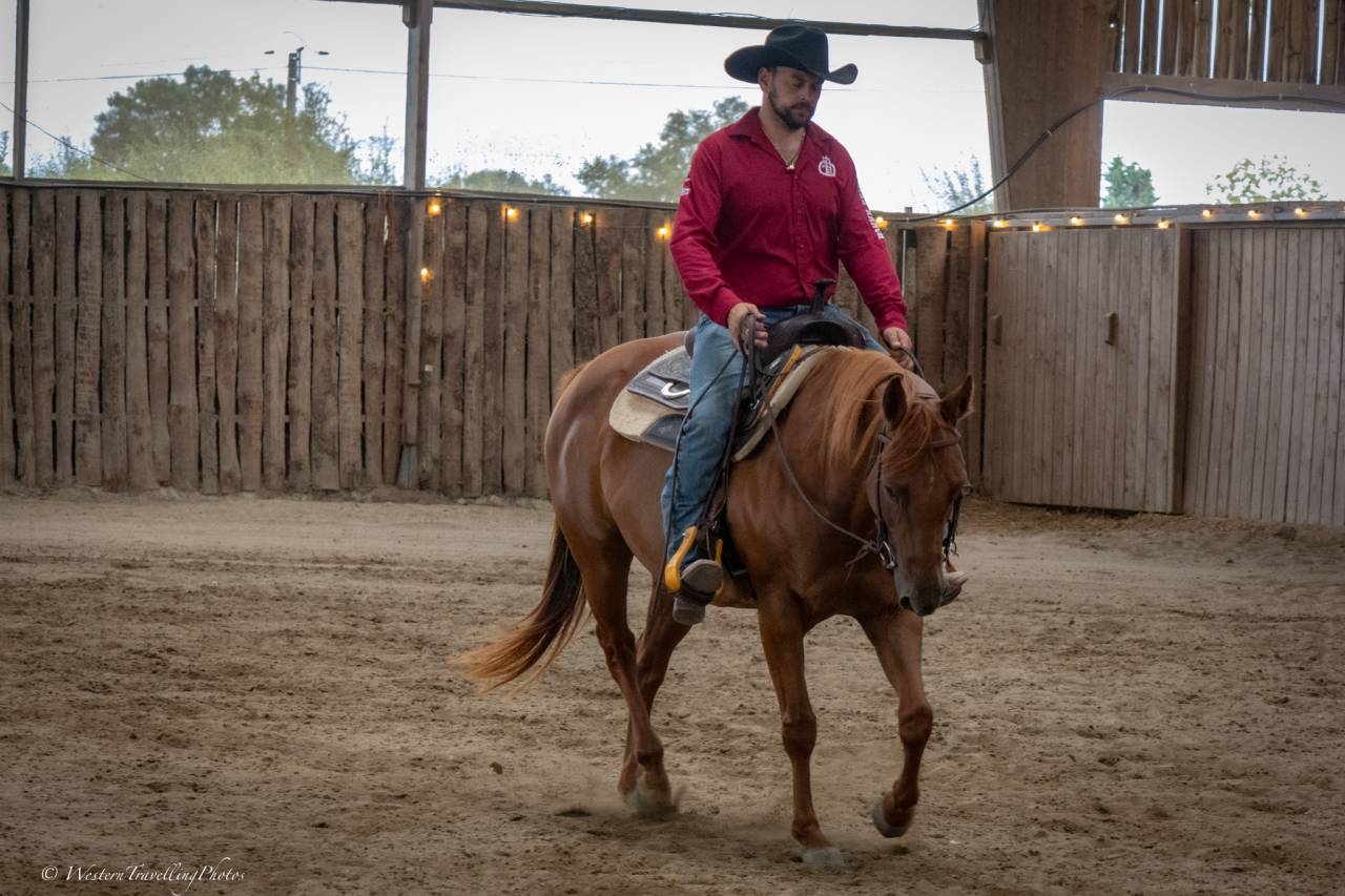 Cavalla Quarter Horse In vendita 2021 Sauro ,  AR ROCK STAR