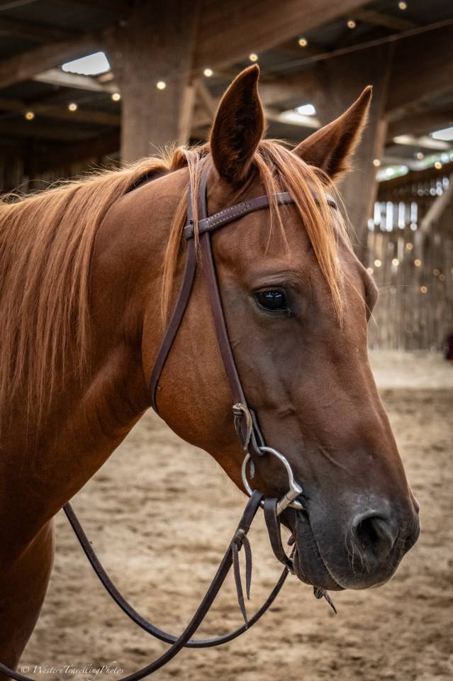 Cavalla Quarter Horse In vendita 2021 Sauro ,  AR ROCK STAR