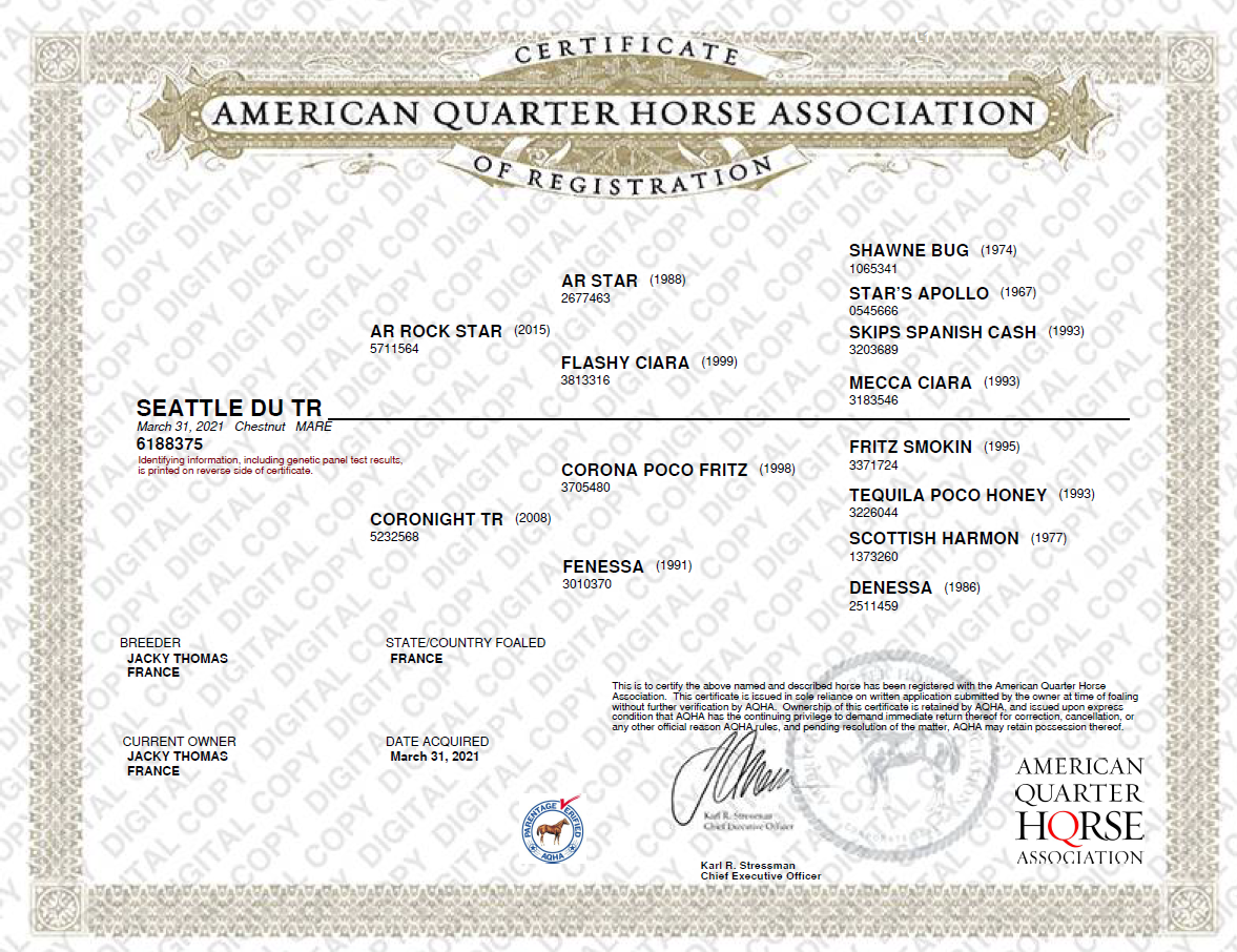 Cavalla Quarter Horse In vendita 2021 Sauro ,  AR ROCK STAR