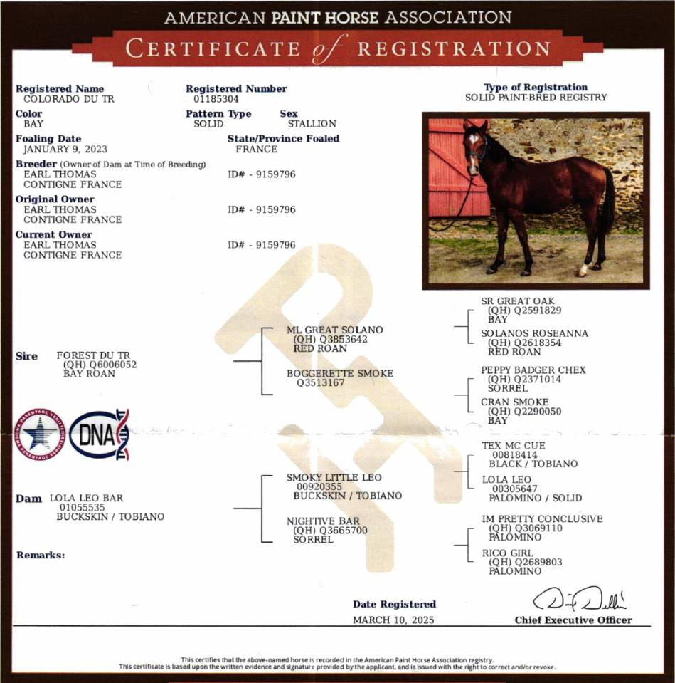 Castrone Paint Horse In vendita 2023 Baio ,  FOREST DU TR