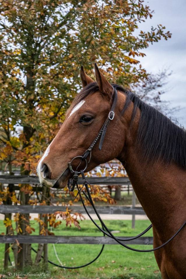Castrone Paint Horse In vendita 2023 Baio ,  FOREST DU TR