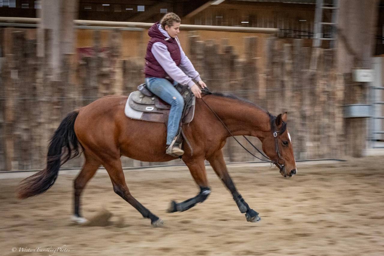 Castrone Paint Horse In vendita 2023 Baio ,  FOREST DU TR