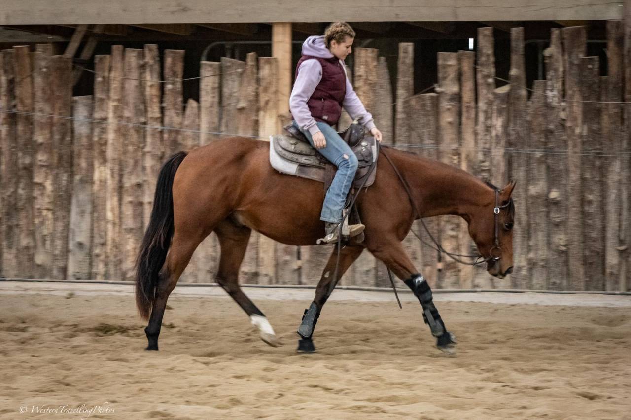 Castrone Paint Horse In vendita 2023 Baio ,  FOREST DU TR