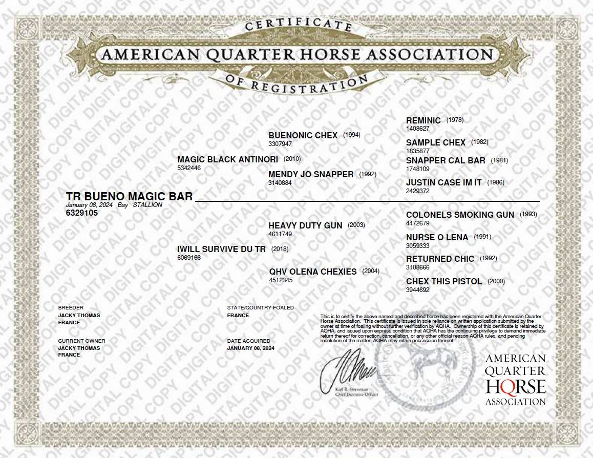 Castrone Quarter Horse In vendita 2024 Baio ,  MAGIC BLACK ANTINORI