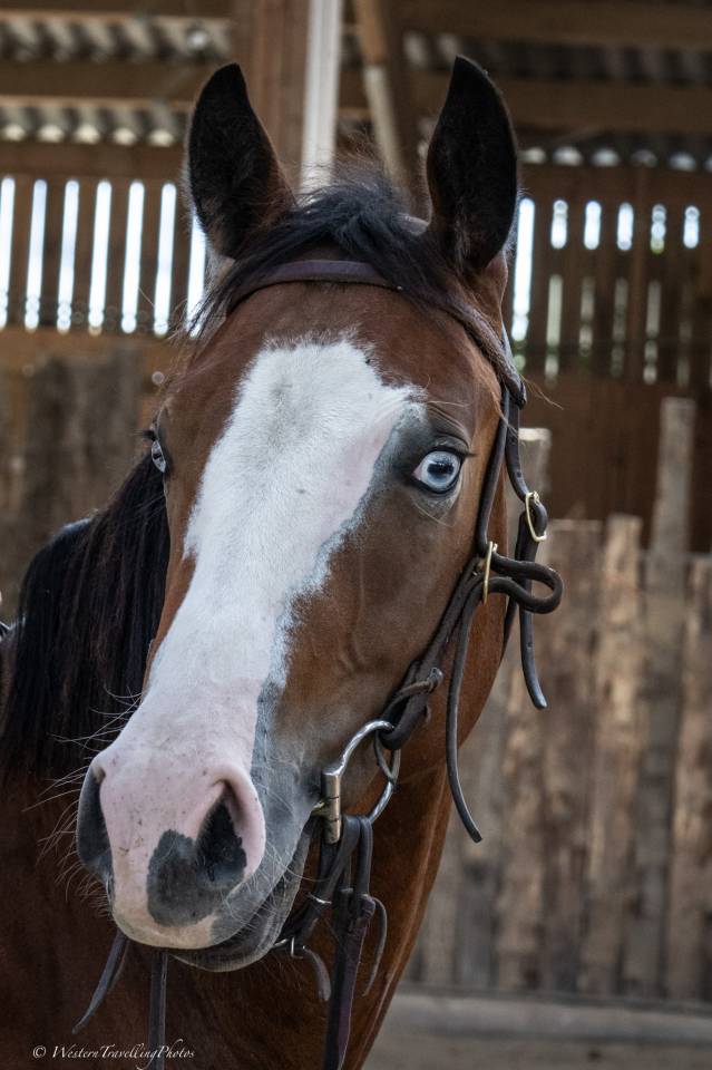 Castrone Quarter Horse In vendita 2024 Baio ,  MAGIC BLACK ANTINORI