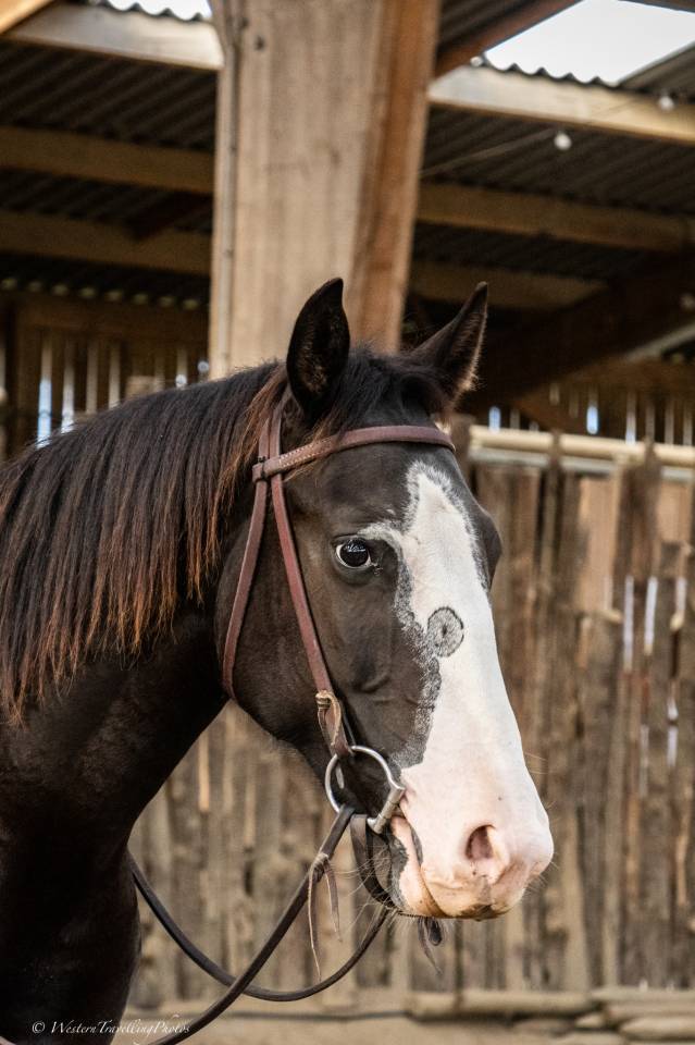 Cavalla Paint Horse In vendita 2024 Scuro ,  FOREST DU TR