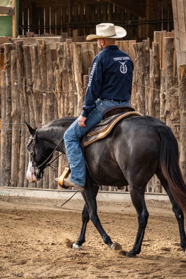Cavalla Paint Horse In vendita 2024 Scuro ,  FOREST DU TR