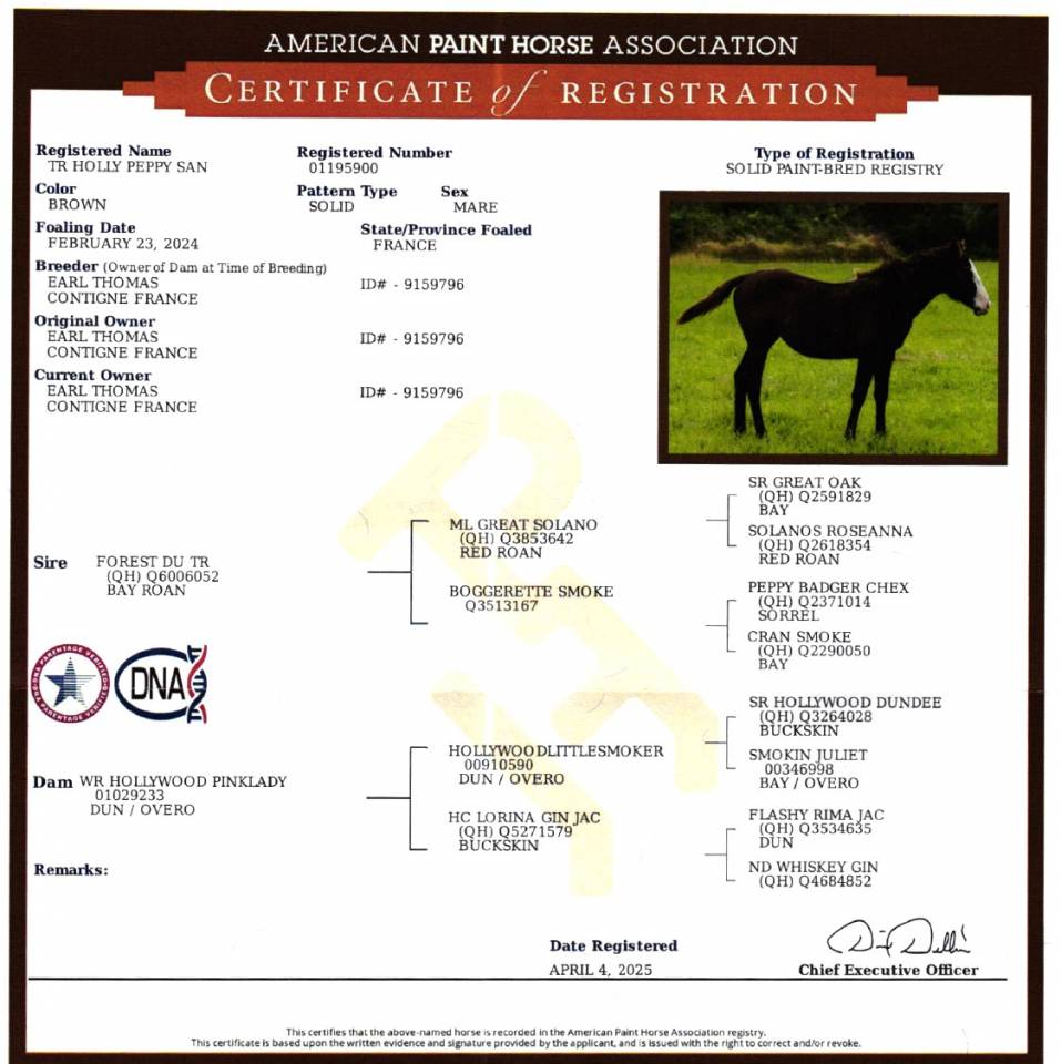 Cavalla Paint Horse In vendita 2024 Scuro ,  FOREST DU TR