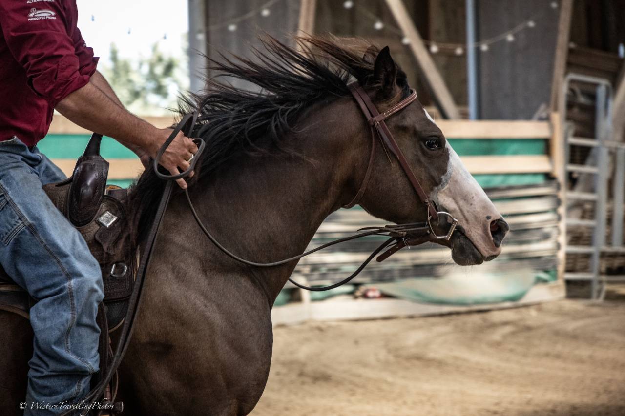 Cavalla Quarter Horse In vendita 2023 Baio ,  MAGIC BLACK ANTINORI