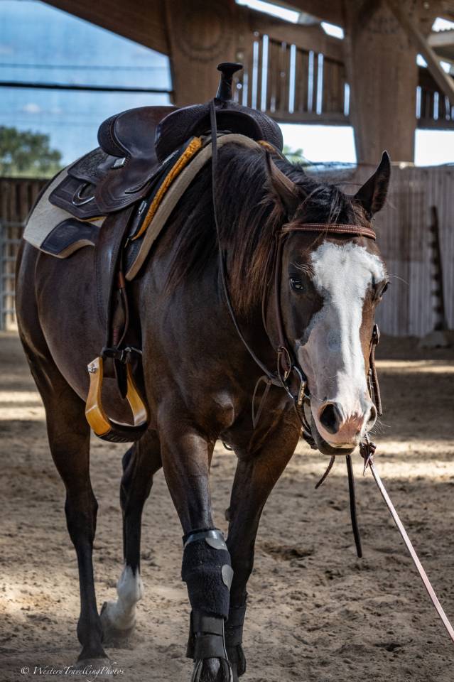 Cavalla Quarter Horse In vendita 2023 Baio ,  MAGIC BLACK ANTINORI