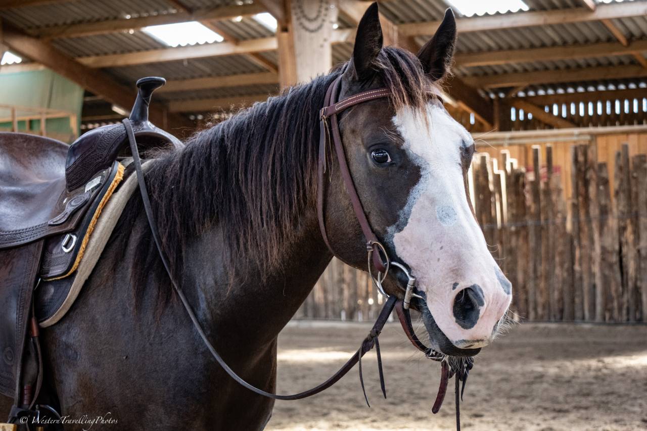 Cavalla Quarter Horse In vendita 2023 Baio ,  MAGIC BLACK ANTINORI